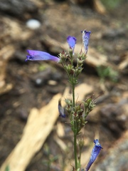 Penstemon gracilentus