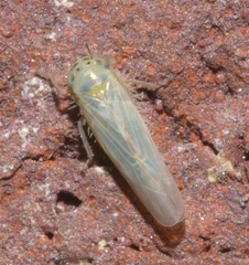 Macrosteles quadrilineatus