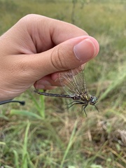 Somatochlora brevicincta