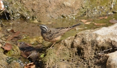 Emberiza tahapisi