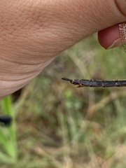 Somatochlora brevicincta