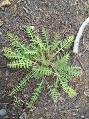 Pedicularis semibarbata
