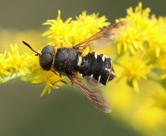 Stratiomys badia