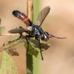 Cylindromyia intermedia