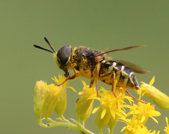 Stratiomys badia