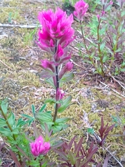 Castilleja parviflora olympica