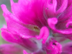 Castilleja parviflora olympica