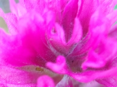 Castilleja parviflora olympica