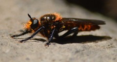 Laphria vultur