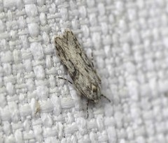 Stenoptena icmaea