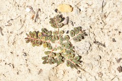 Euphorbia maculata image