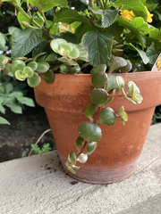 Sedum tetractinum