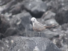 Gray Noddy photo 4