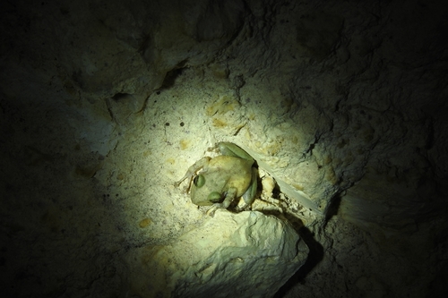 Yucatan Rainfrog, Craugastor yucatanensis
