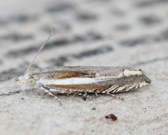 Eucosma striatana