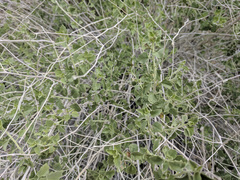 Brickellia desertorum