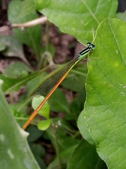 Leptobasis vacillans