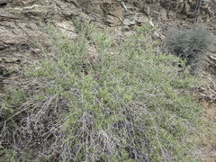 Brickellia desertorum