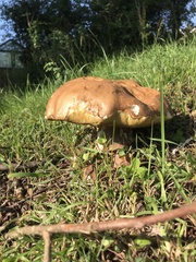 Butyriboletus appendiculatus