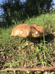 Butyriboletus appendiculatus
