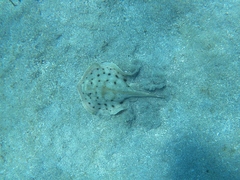 Urobatis maculatus