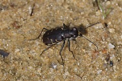 Cicindela repanda