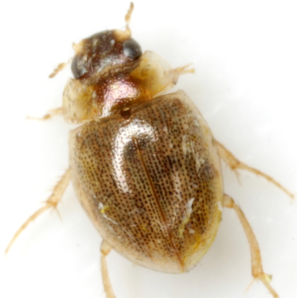 Laccobius teneralis
