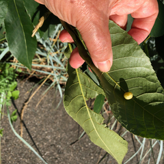 Phylloxera caryaeavellana