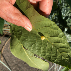 Phylloxera caryaeavellana