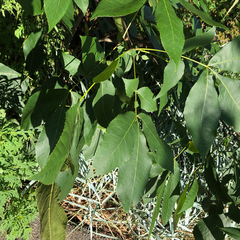 Phylloxera caryaeavellana