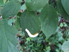 Macremphytus tarsatus