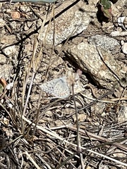 Euphilotes enoptes tildeni