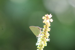 Cyanophrys miserabilis