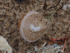 Bellastraea squamifera