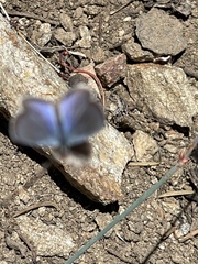 Euphilotes enoptes tildeni