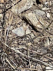 Euphilotes enoptes tildeni