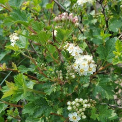 Physocarpus monogynus