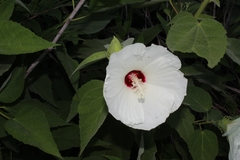Hibiscus lasiocarpos