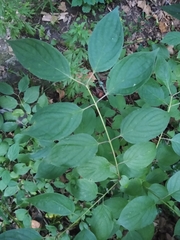 Macremphytus tarsatus