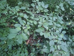 Macremphytus tarsatus