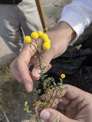 Oncosiphon pilulifer