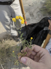 Oncosiphon pilulifer