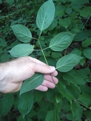 Macremphytus tarsatus