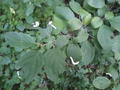 Macremphytus tarsatus