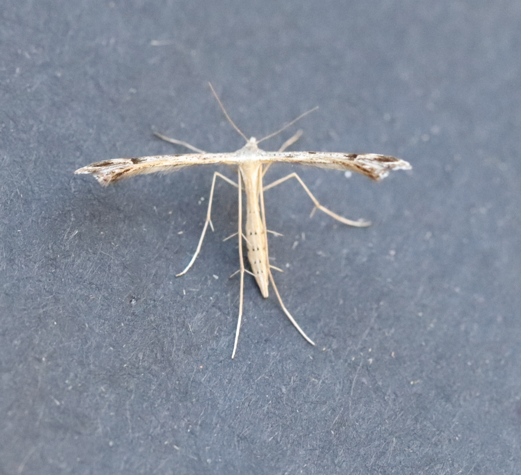 Colorado Plume Moth