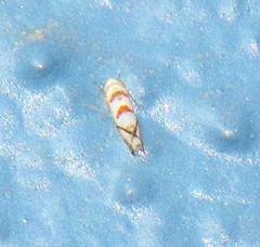 Alconeura cinctella