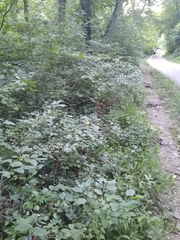 Macremphytus tarsatus