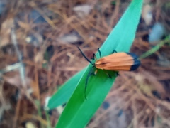 Calopteron terminale