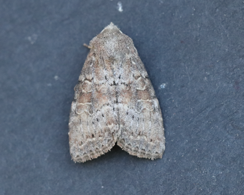 Suspected Moth photo 3