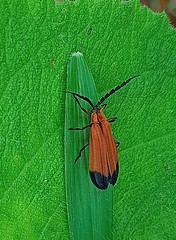 Calopteron terminale